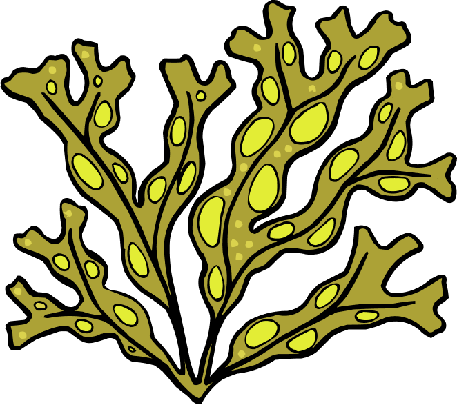 Seaweed Digital Marketing